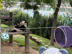 -西霞口神雕山野生动物世界