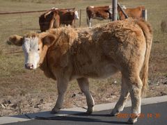 -塞罕坝国家级自然保护区