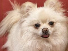 -和它·交个朋友·狗咖猫咖(爱琴海店)