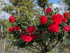 -崇圣寺三塔文化旅游区