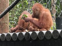 -广州长隆野生动物世界
