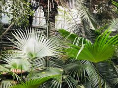 -呀路古热带植物园