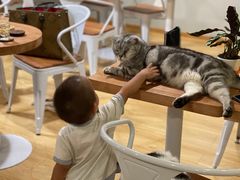 -Cappucimeow猫咪咖啡馆(韦伯时代店)