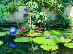 -国家植物园南园