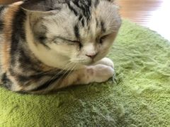 -猫和宫(六道口店)