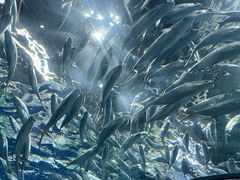 -上海海洋水族馆