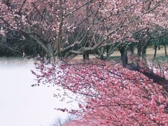 -朝阳公园