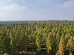 -黄海国家森林公园