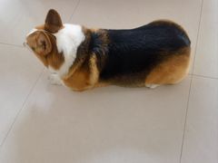 -宠福鑫康馨动物医院·骨科·眼科
