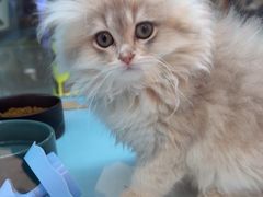 -FAELING PETS美天灵宠物(合生汇店)