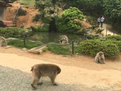 -岚山猴子公园