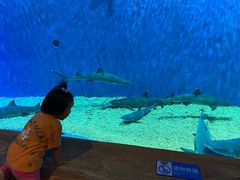 -华夏文旅海洋公园