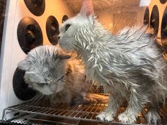 -老吴的猫·猫舍(新区店)