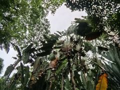 -中国科学院西双版纳热带植物园