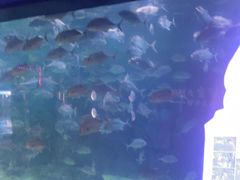 -烟台海昌鲸鲨海洋公园