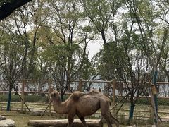 -武汉动物园