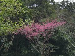 -火炉山森林公园