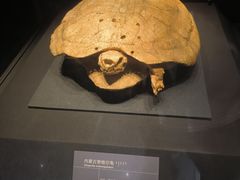 -呼和浩特博物馆