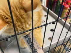 -猫爷宠物生活馆·撸猫馆
