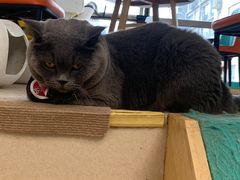 -猫在这儿猫咪咖啡馆·撸猫馆