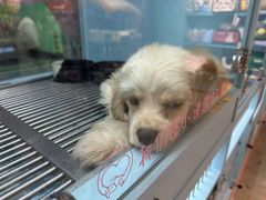 -FAELING PETS美天灵宠物(合生汇店)