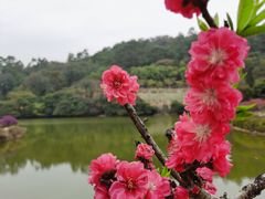 -南国桃园旅游度假区