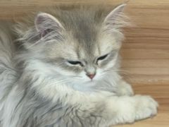 -猫十亿·布偶金渐层·曼基康矮脚猫舍(青年路店)