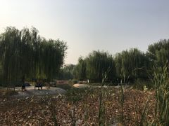 -丰台科技园生态主题公园