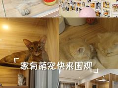 -猫十亿·布偶金渐层·曼基康矮脚猫舍(青年路店)