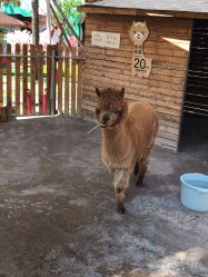 -萌宠亲子动物乐园(槐房万达店)