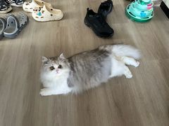 -小猫来了·猫咪专售(红山六九七九店)