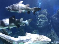 -暹罗海洋世界