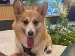 -帕帕拉兹宠物(亚洲旗舰店)