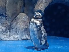 -海合安青岛极地海洋公园