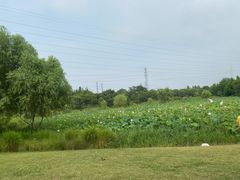 -上海长兴岛郊野公园