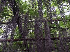 -嘉定紫藤园