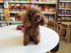 -我爱吾宠宠物美容院(朝阳路店)