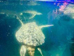 -海合安武汉极地海洋公园