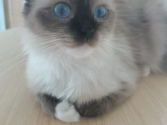 -鼓捣猫呢主题猫咖店