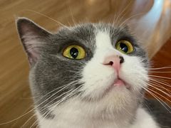 -松果猫咖(桐乡吾悦金街店)
