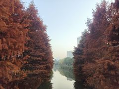 -昆山城市生态森林公园