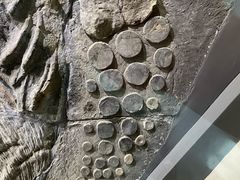-安徽省地质博物馆