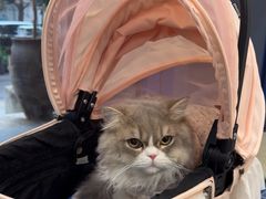 -伟伟宠物医院·CT影像中心·瑞派犬猫综合性门诊(汉口总院)