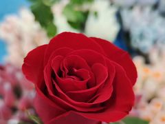 -昆明国际花卉拍卖交易中心