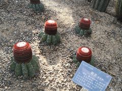 -南山植物园