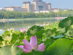 -莲花池公园