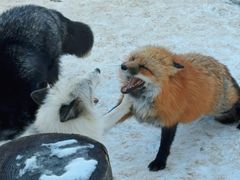 -宫城藏王狐狸村