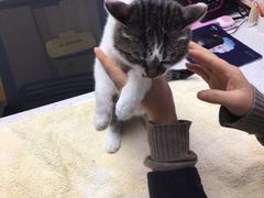 -宠颐生宠物医院·心肾内科·猫专科诊疗中心宠巢店