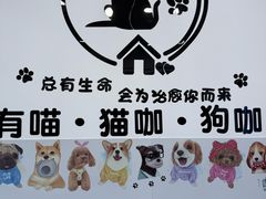 -有喵·猫咖·狗咖·30几只猫10只小狗(岗厦店)
