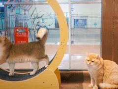 -大型宠物商超·宠海王国·宠物猫狗活体·用品·美容(新世界百货重庆店)